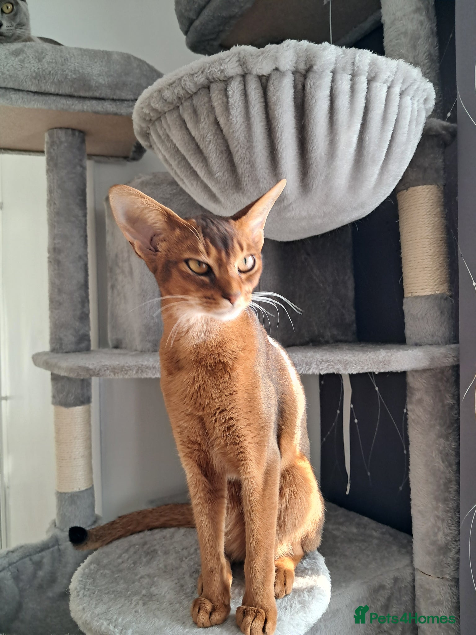 Abyssinian cats Abysinian female kitten looking for a new home - Advert 2