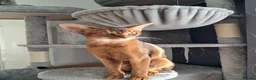 Abyssinian cats for sale: Abysinian female kitten looking for a new home in High Wycombe - Advert 1