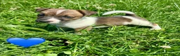 Jack Russell dogs for sale: Beautiful Jack Russell Pups Ready for Forever Home - Advert 23