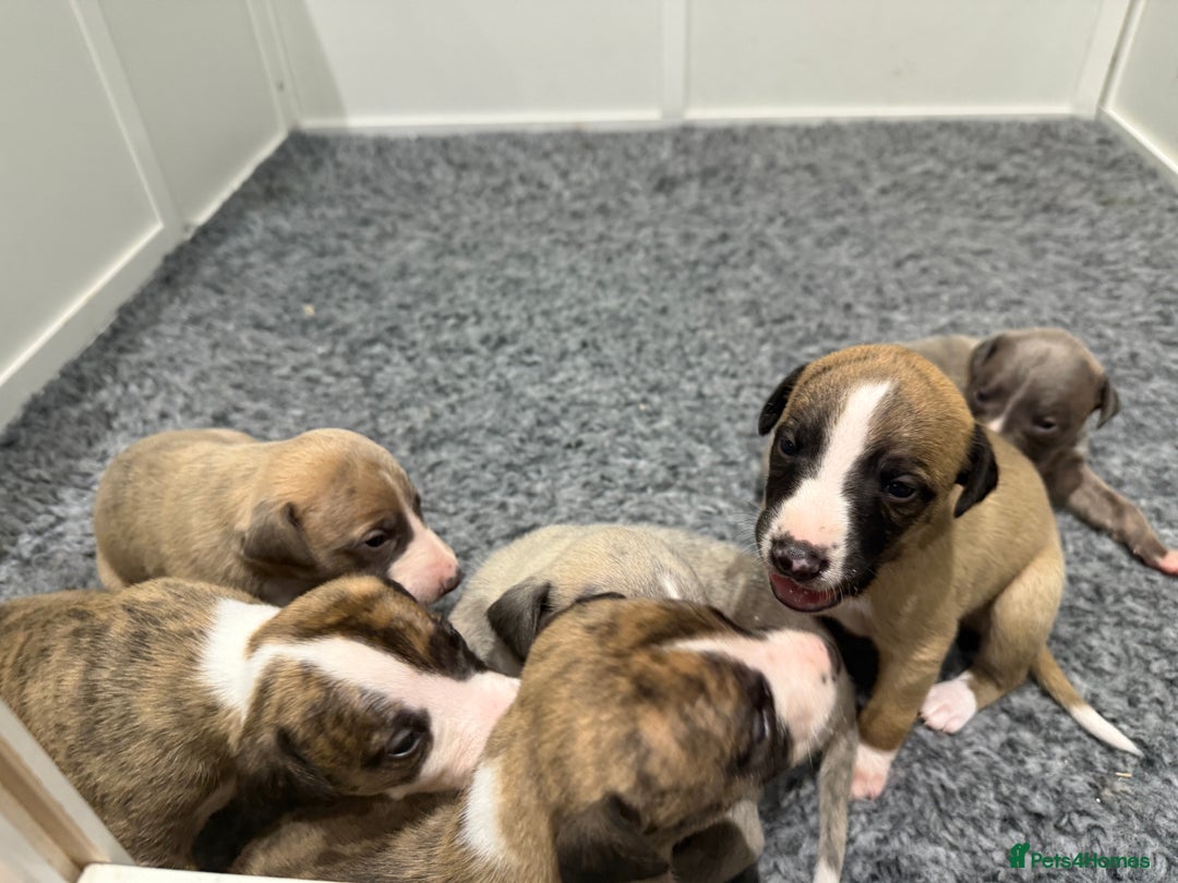 Whippet dogs for sale: Beautiful pedigree whippet puppies  - Image 15