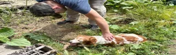 Brittany Spaniel dogs for adoption: Nuca  in Tonypandy - Advert 3