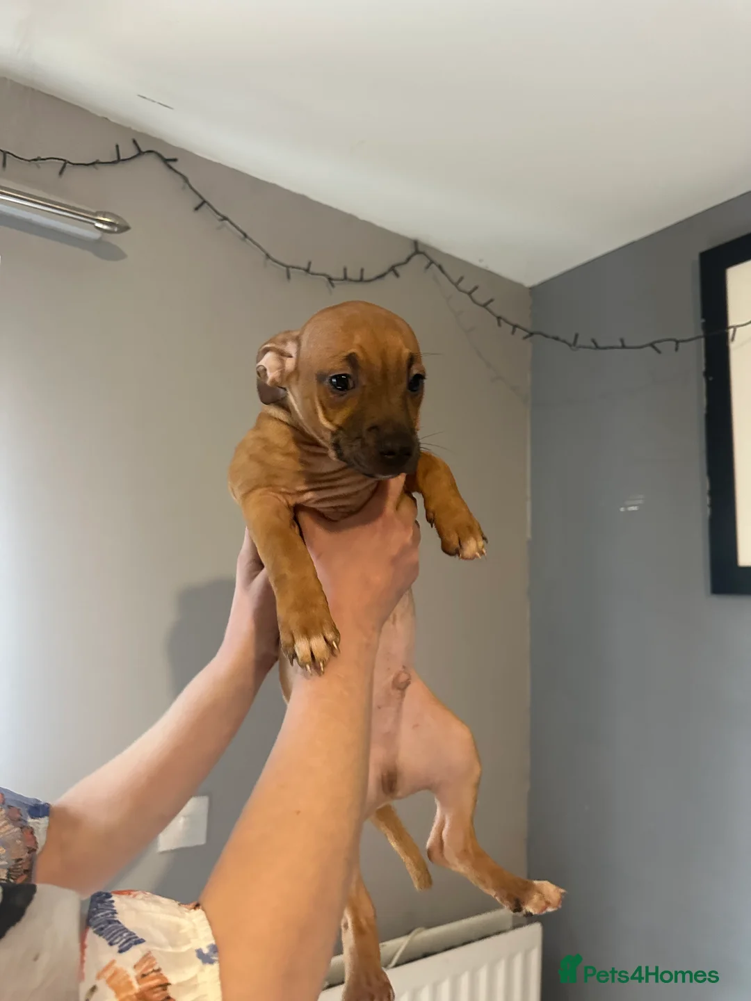 Mixed Breed dogs for sale: Mum stuffy x Dad chuwahwah x - Advert 4