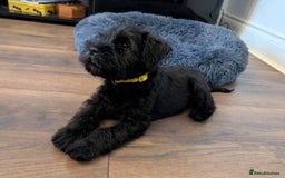 Miniature Schnauzer dogs for sale: Quality Mini Schnauzers - Image 5