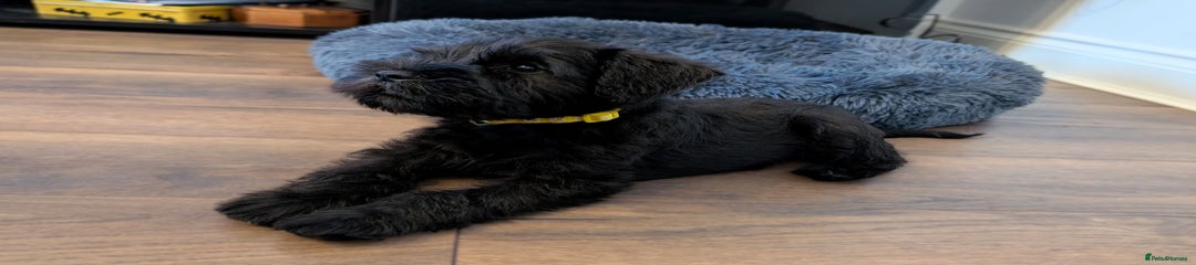 Valdoreth Bright Balder