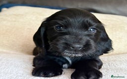 Cocker Spaniel dogs for sale: KC Reg Show cocker spaniel pups - Image 9