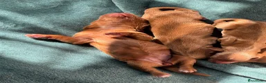 Cocker Spaniel 4