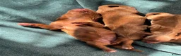 Cocker Spaniel dogs for sale: KC Registered Red Working Cocker Spaniels in Bishop Auckland - Advert 4