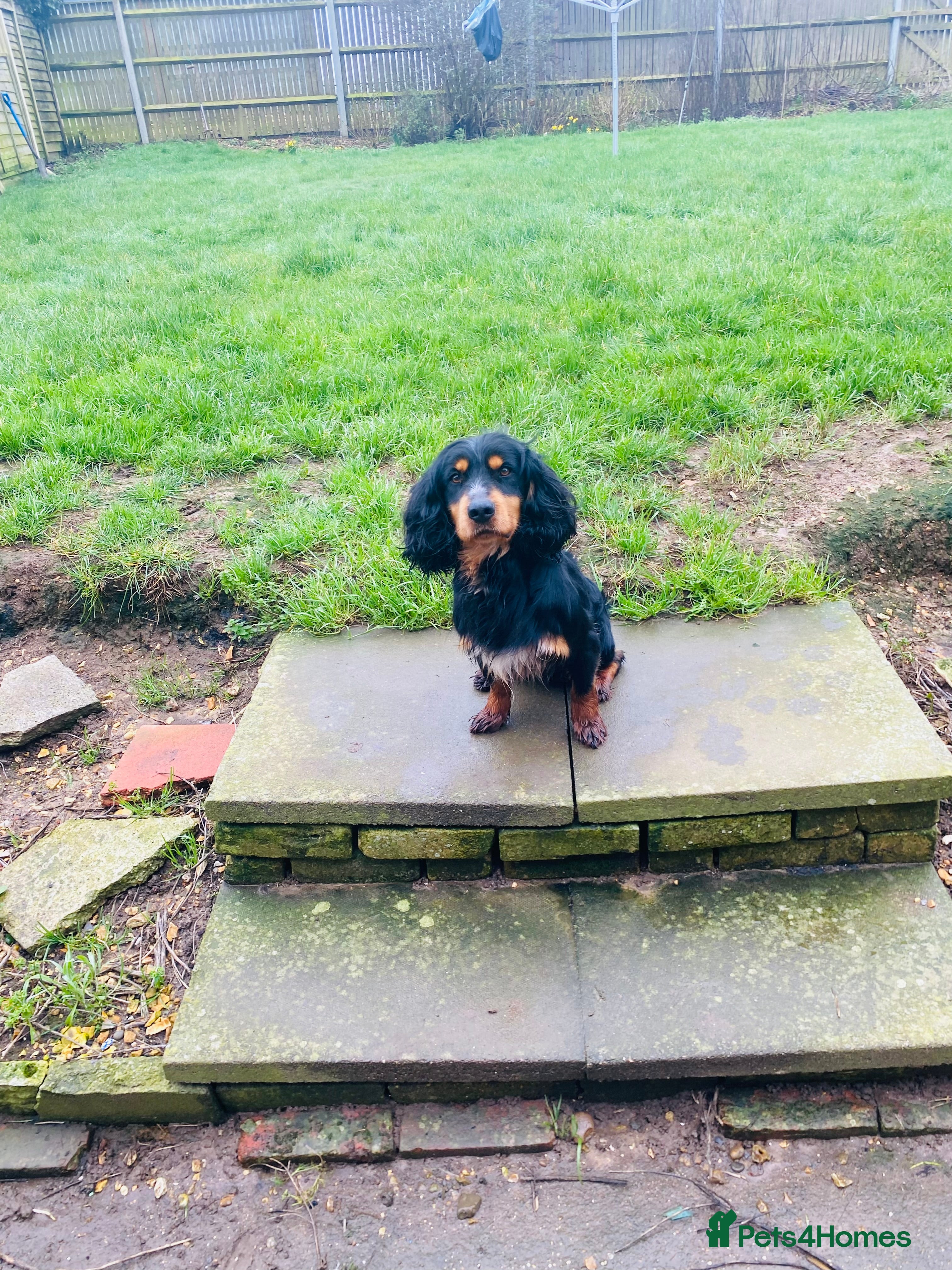 Cocker Spaniel dogs KC registered working cocker dog for stud  - Advert 3