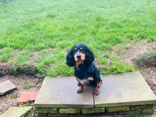 Cocker Spaniel dogs KC registered working cocker dog for stud - Advert 3