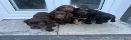 Cocker Spaniel dogs for stud: KC stud dog  - Advert 3