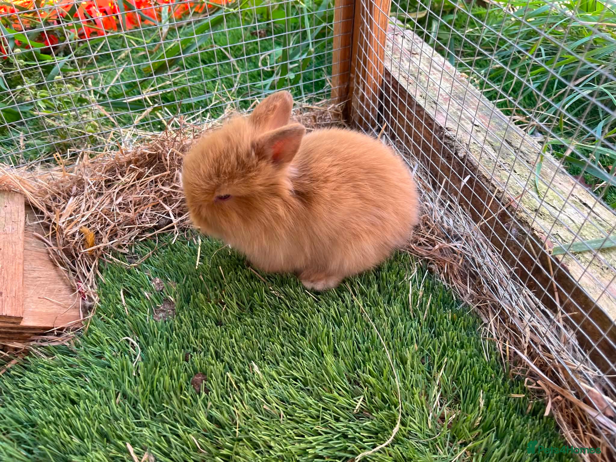 Mini Lion Lop rabbits 2 baby lion lop bunnies  - Advert 1