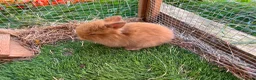 Mini Lion Lop rabbits for sale: 2 baby lion lop bunnies  in Wareham - Advert 1
