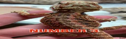 Bearded Dragon reptiles for sale: Last Few Baby Bearded Dragons For Sale! - Advert 5