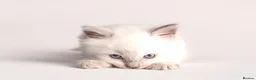 Ragdoll cats for sale: Beautiful Pedigree Ragdoll Kittens  - Advert 5