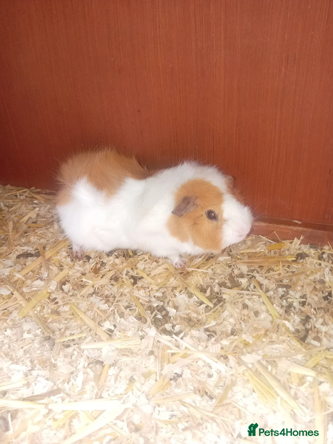 Guinea Pig rodents for sale: Guinea pigs x2 - Advert 3