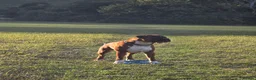 Boxer dogs for stud: First time stud, Bruce in Coulsdon - Advert 21