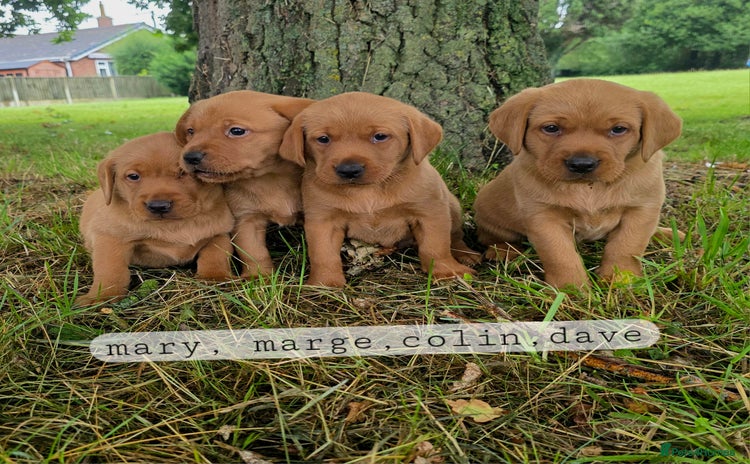 Labrador Retriever dogs - Advert 7