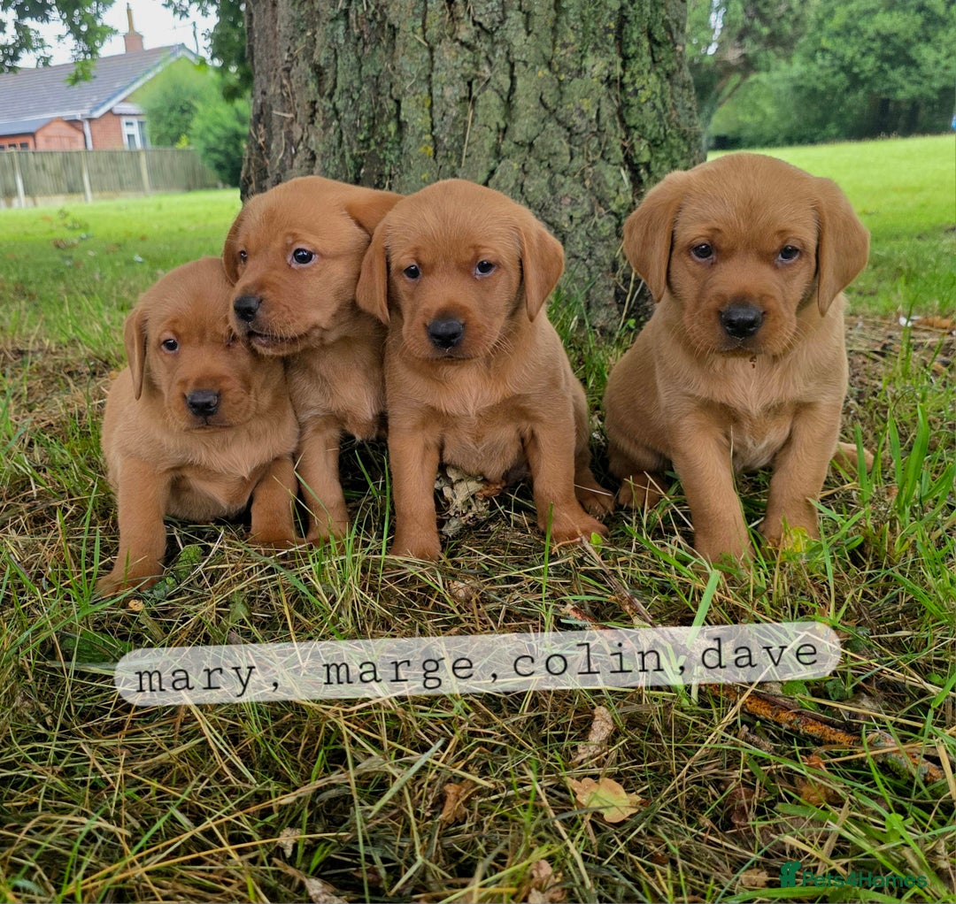 Labrador Retriever dogs for sale: Fox red labrador puppies - Image 1