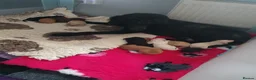 Standard Poodle dogs for sale: Standard poodle puppy's kc reg - Advert 16