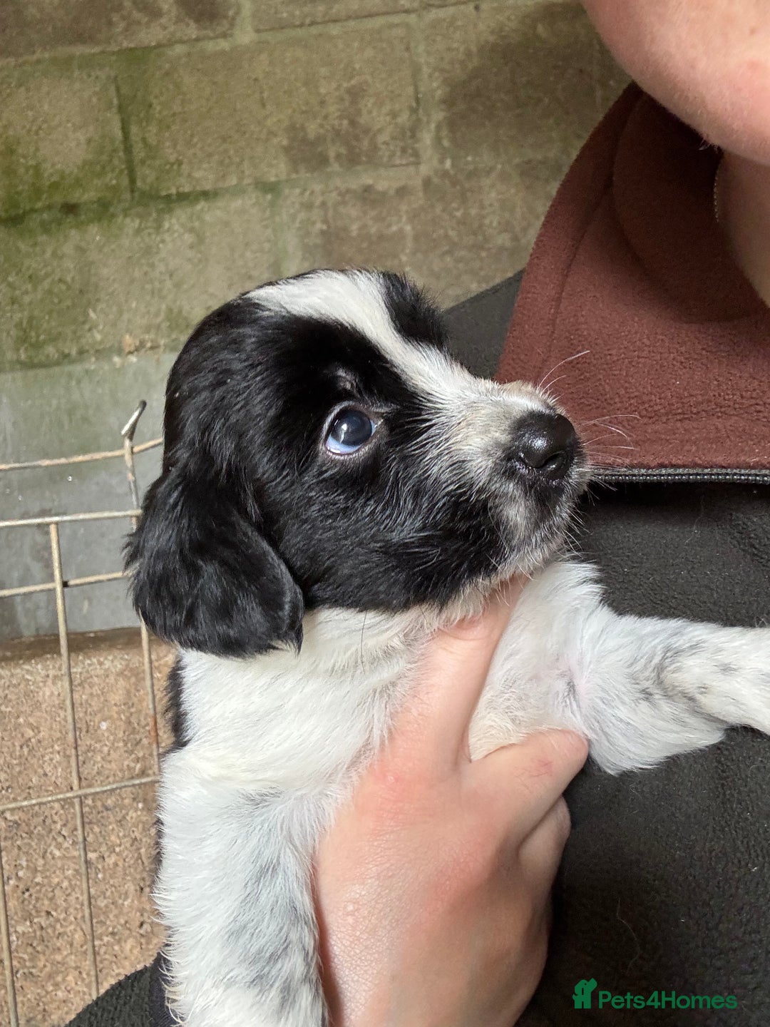 Mixed Breed dogs for sale: Sprollie Puppies - Image 6