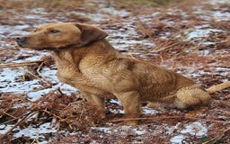 Labrador Retriever dogs for sale: KC Yellow Labradors - Image 17