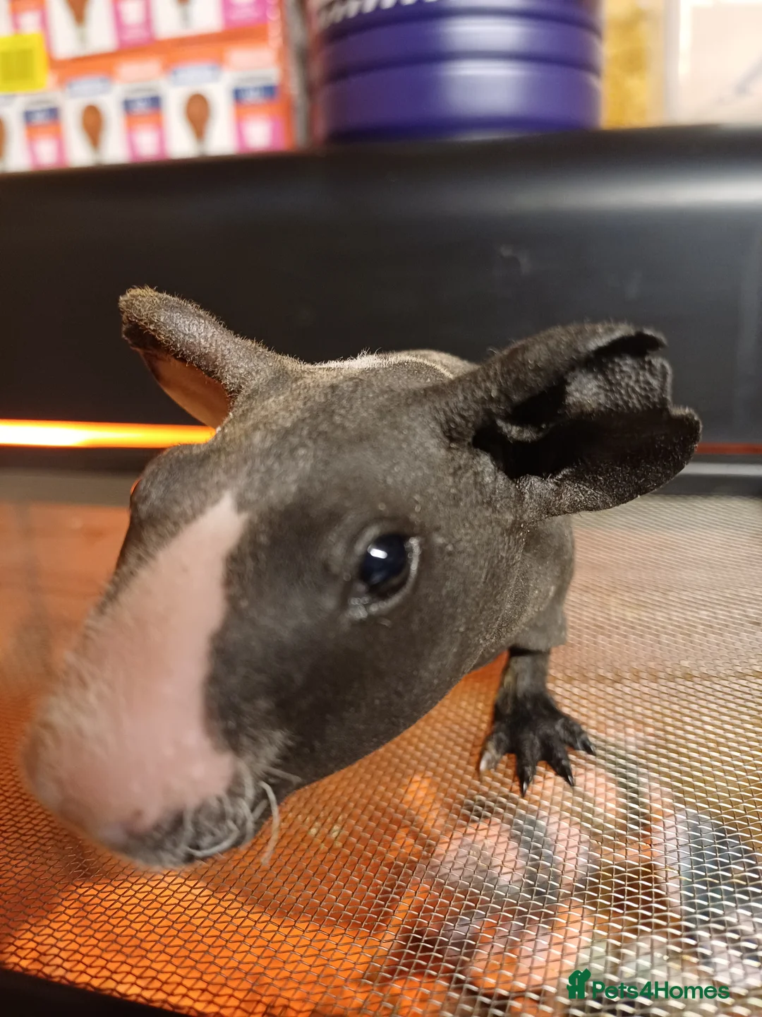 Guinea Pig rodents for sale: 2  baby male Skinny pigs. Brothers - Advert 5