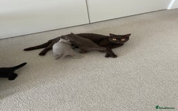 British Shorthair cats for sale: GCCF  black little girl remaining  - Image 13