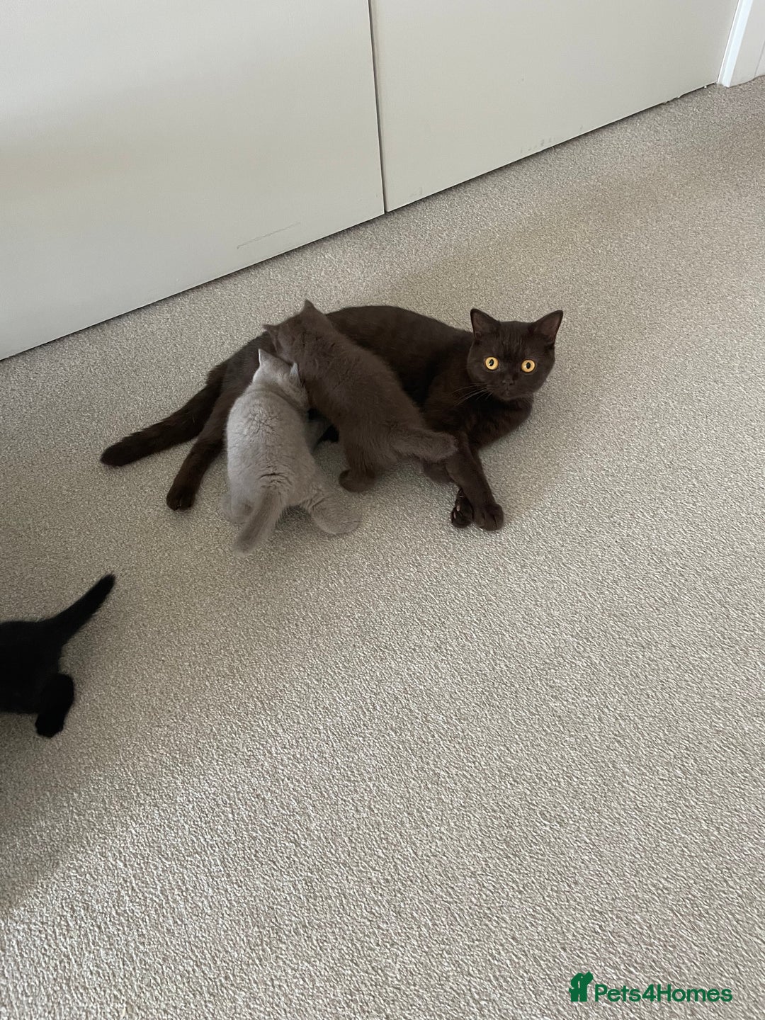 British Shorthair cats for sale: GCCF  black little girl remaining  - Image 13