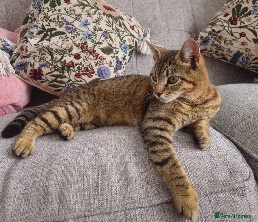 Mixed Breed cats Rehoming female tabby - Advert 3