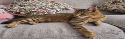 Mixed Breed cats for sale: Rehoming female tabby - Advert 1