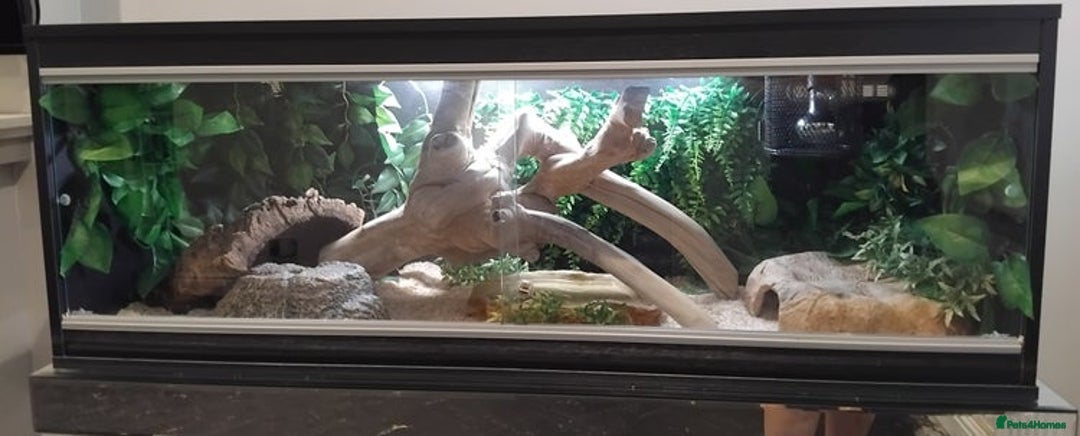 Python Snake reptiles for sale: Female Royal Python with 4ft VIvarium - Image 1