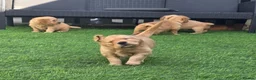 Golden Retriever dogs for sale: Lovely Golden Retriever Puppy's  - Advert 17