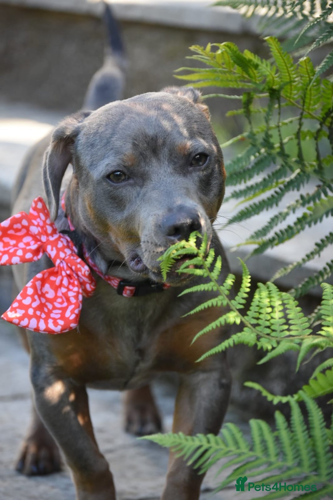 Mixed Breed dogs for sale: Staffy X Dachshund - Image 5