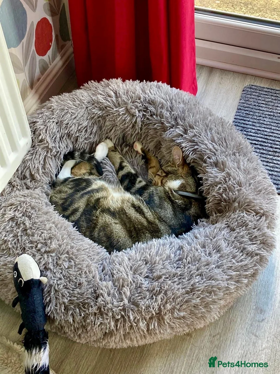 Domestic Shorthair cats for adoption: Buddy & Beau - Advert 2