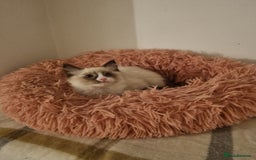 Ragdoll cats for sale: Ragdoll Bicollor kitten - Image 3