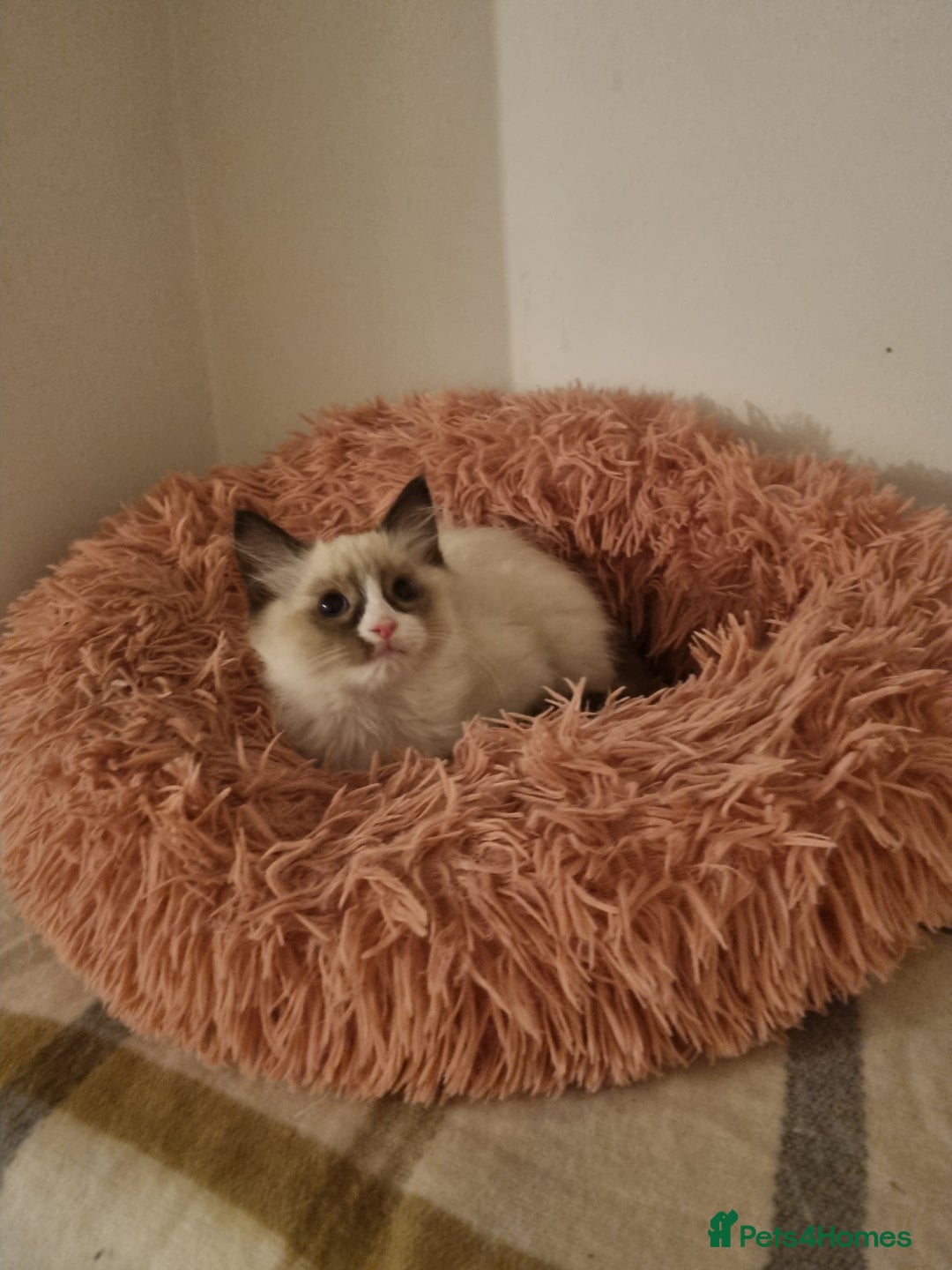 Ragdoll cats for sale: Ragdoll Bicollor kitten - Image 3