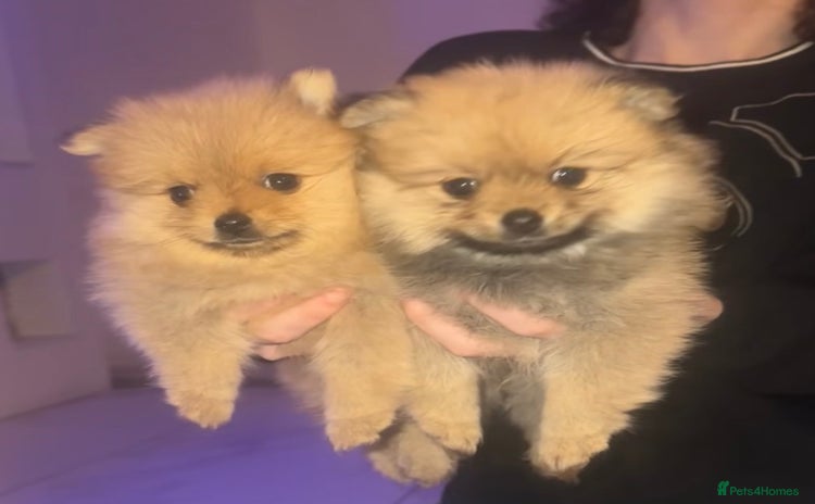 Pomeranian dogs - Advert 1