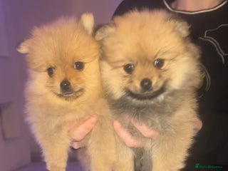 Pomeranian dogs - Advert 2