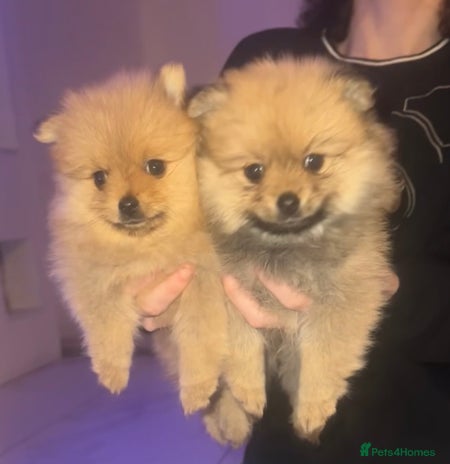 Pomeranian dogs - Advert 2