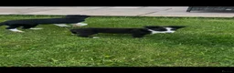 Border Collie dogs for sale: Two dogs available  - Advert 4