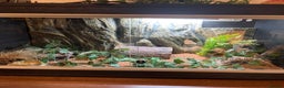 Leopard Gecko reptiles for sale: Leopard gecko full set up - Advert 3
