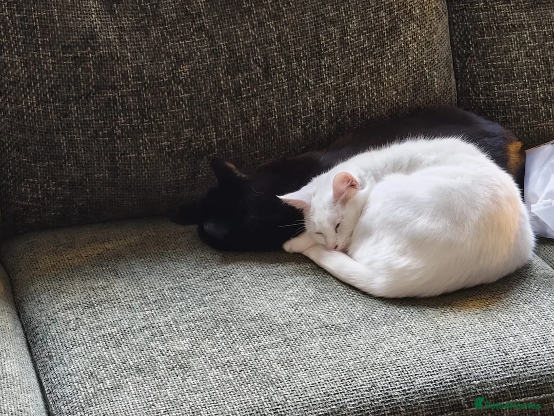 Domestic Shorthair cats for sale: Lucifer and Myrtle  in Northwich - Advert 2
