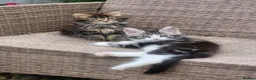 Maine Coon cats for sale: Maine Coons Ready Now!! 4 male 1 female  - Advert 14