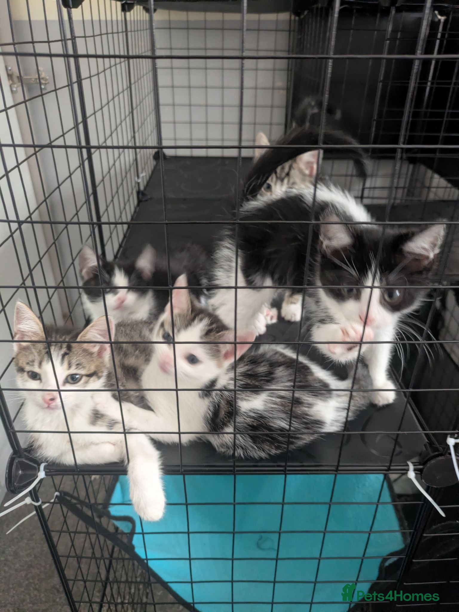 Domestic Shorthair cats Kitten - Advert 14
