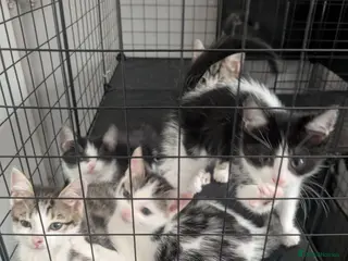 Domestic Shorthair cats Kitten - Advert 14