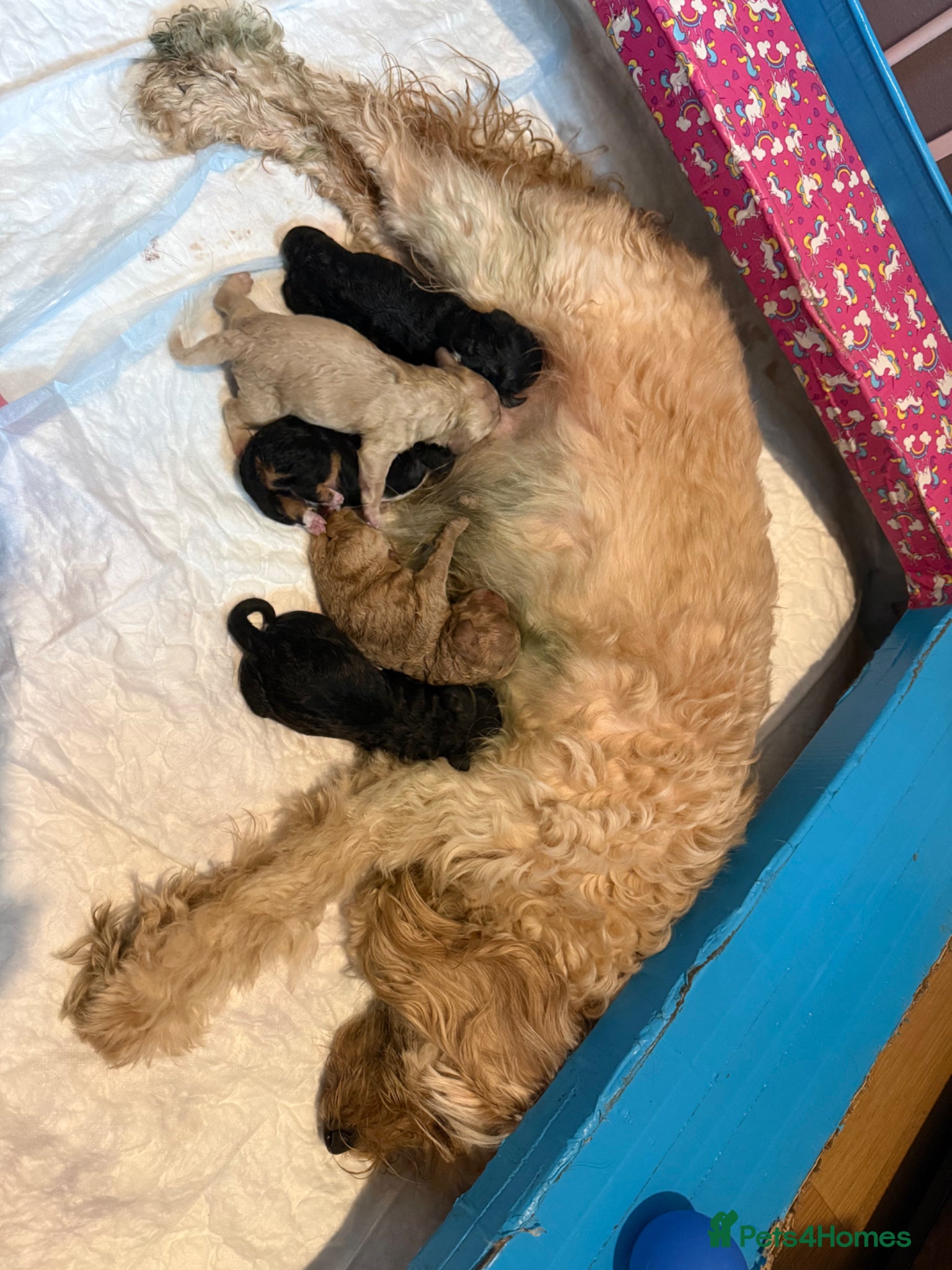 Cavapoo dogs 5 beautiful Puppies available, born on 31st March - Advert 18