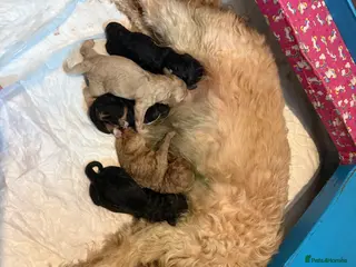 Cavapoo dogs 5 beautiful Puppies available, born on 31st March - Advert 18