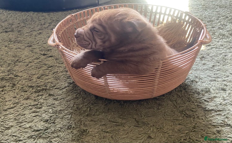 Shar Pei dogs - Advert 1