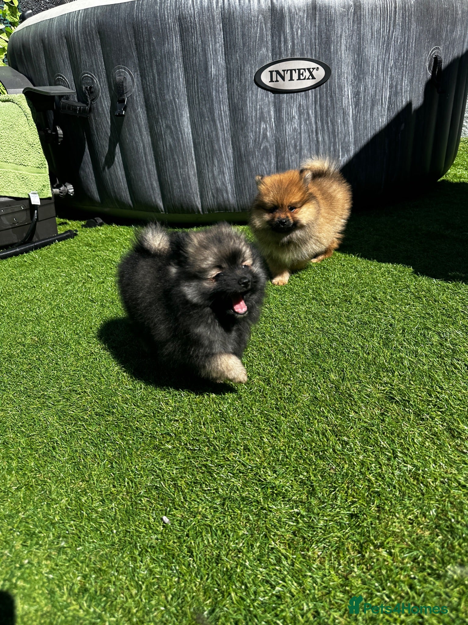 Pomeranian dogs Pomeranian female puppies 9 weeks - Teddy bear  - Advert 9