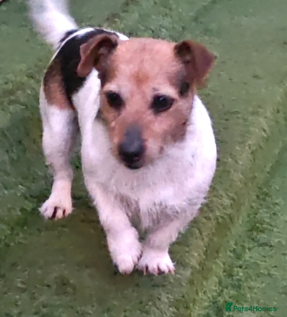 Jack Russell dogs Jack Russel puppies  - Advert 6